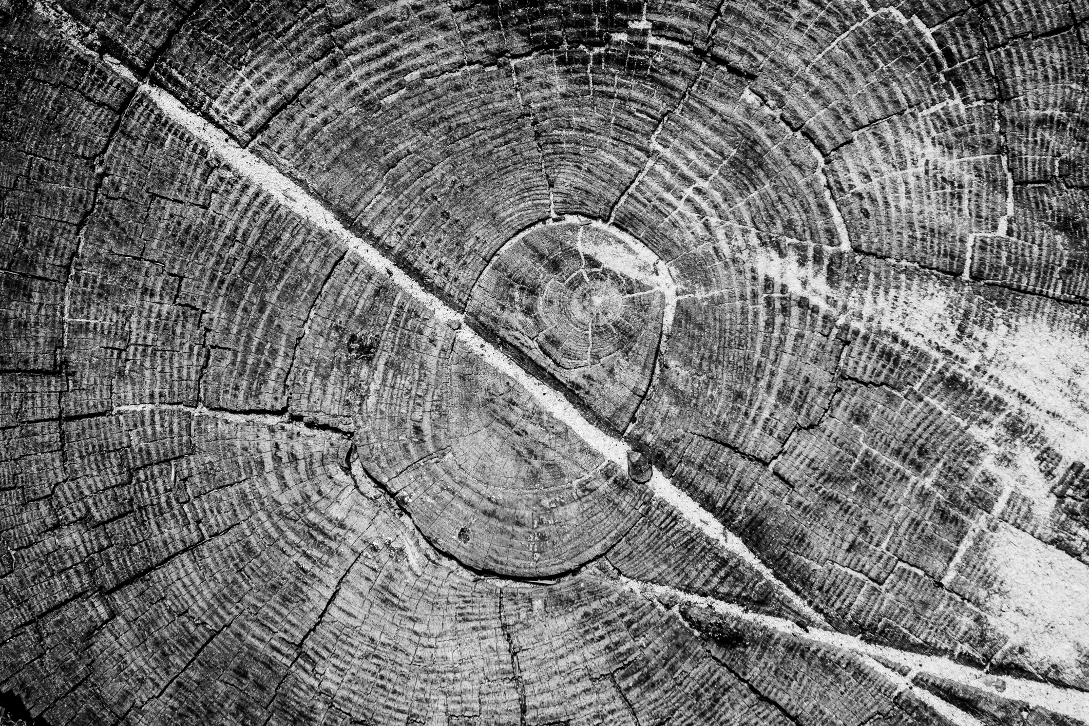 A tree trunk shows its rings and a couple scars NotSoSAHM