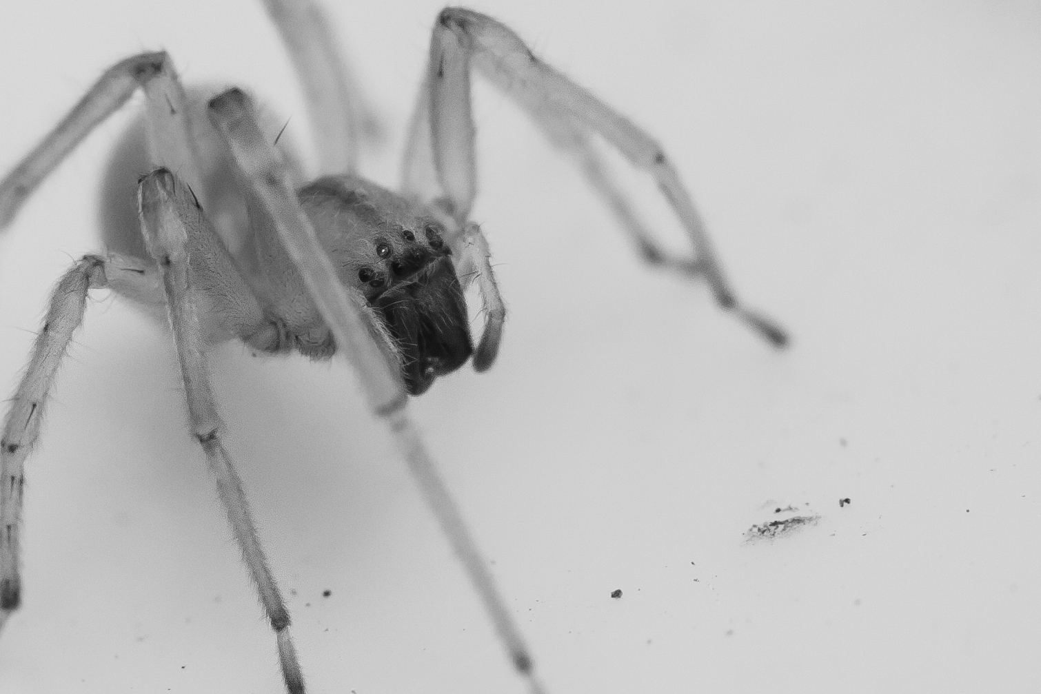 close-up view of a spider and its eyes NotSoSAHM