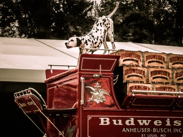 A dalmatian protects a delivery of Budweiser on a red cart NotSoSAHM