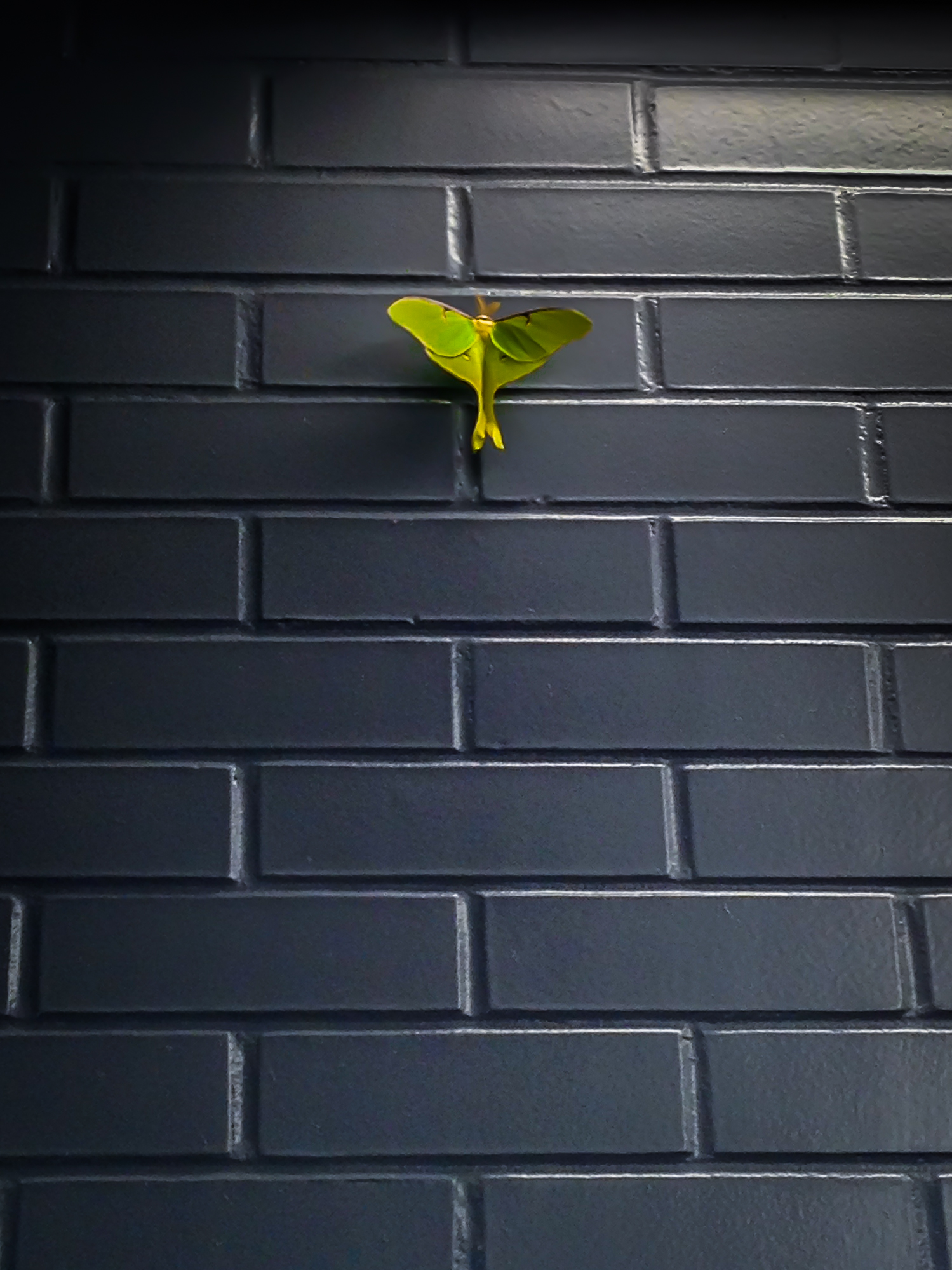 A green luna moth rests in contrast on a grey wall at a rest stop NotSoSAHM