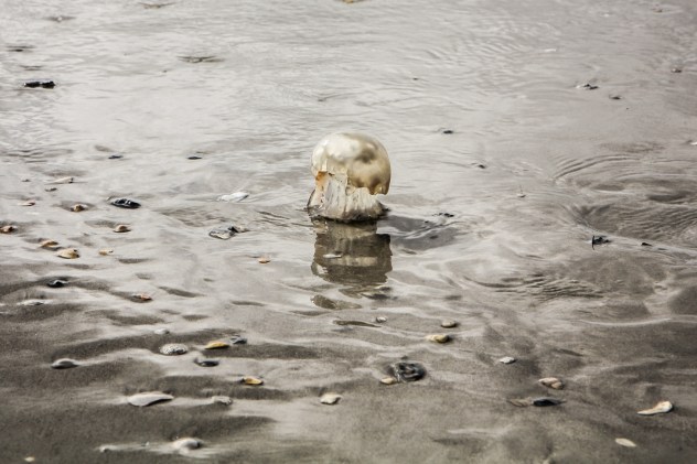 A metallic looking jellyfish stands on the sand near Wilmington, NC NotSoSAHM