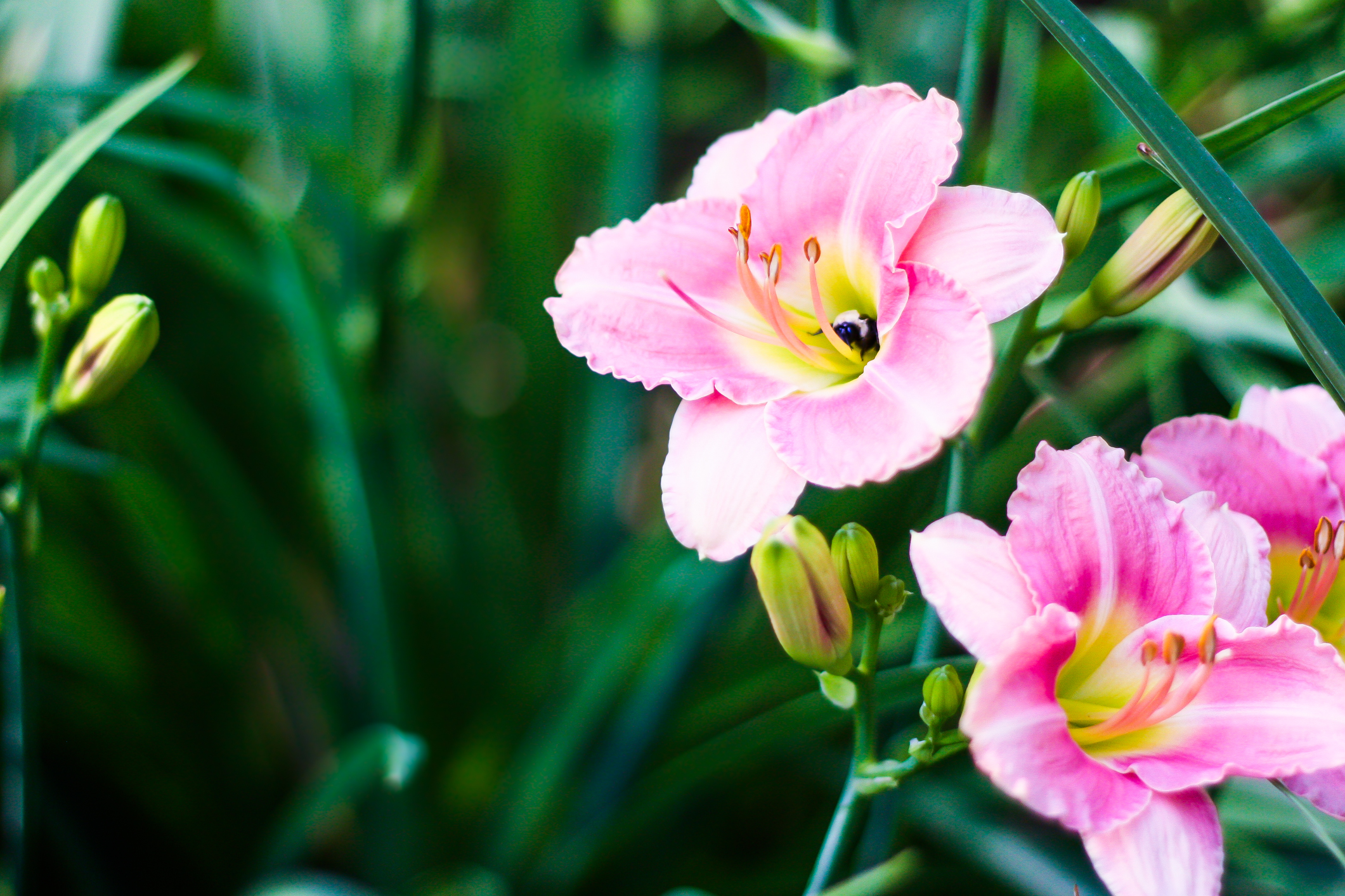 A bee searches for nectar in a lily Not So SAHM
