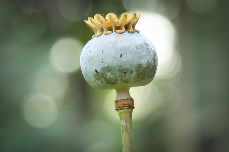 A poppy has lost its petals Not So SAHM