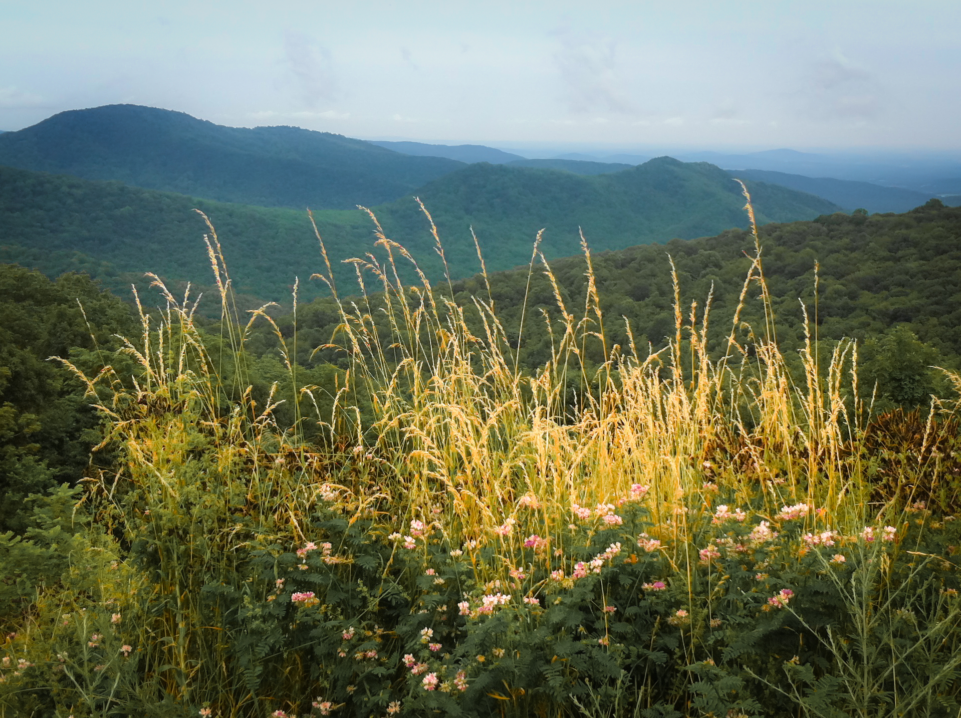 The Shenandoah Mountains stretch out beyond golden grass along Skyline Drive in Virginia Not So SAHM