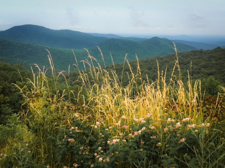 The Shenandoah Mountains stretch out beyond golden grass along Skyline Drive in Virginia Not So SAHM