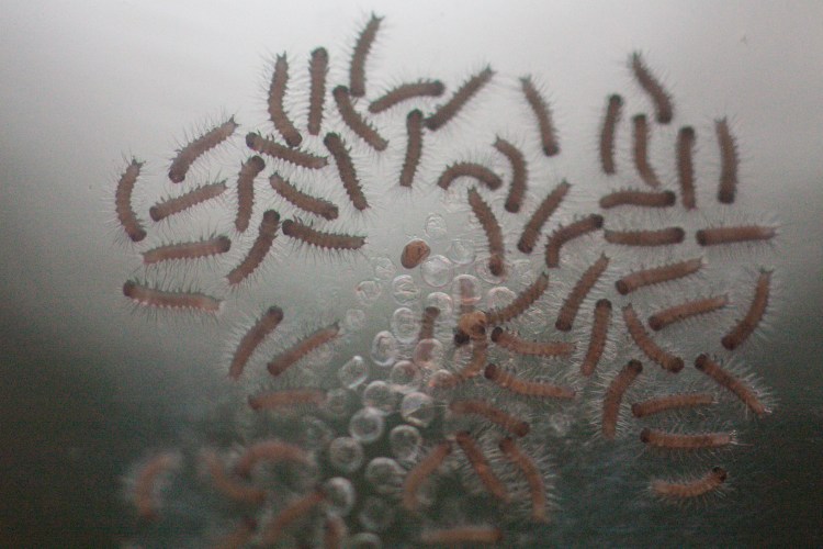 Moth eggs hatched and are now caterpillars Not So SAHM