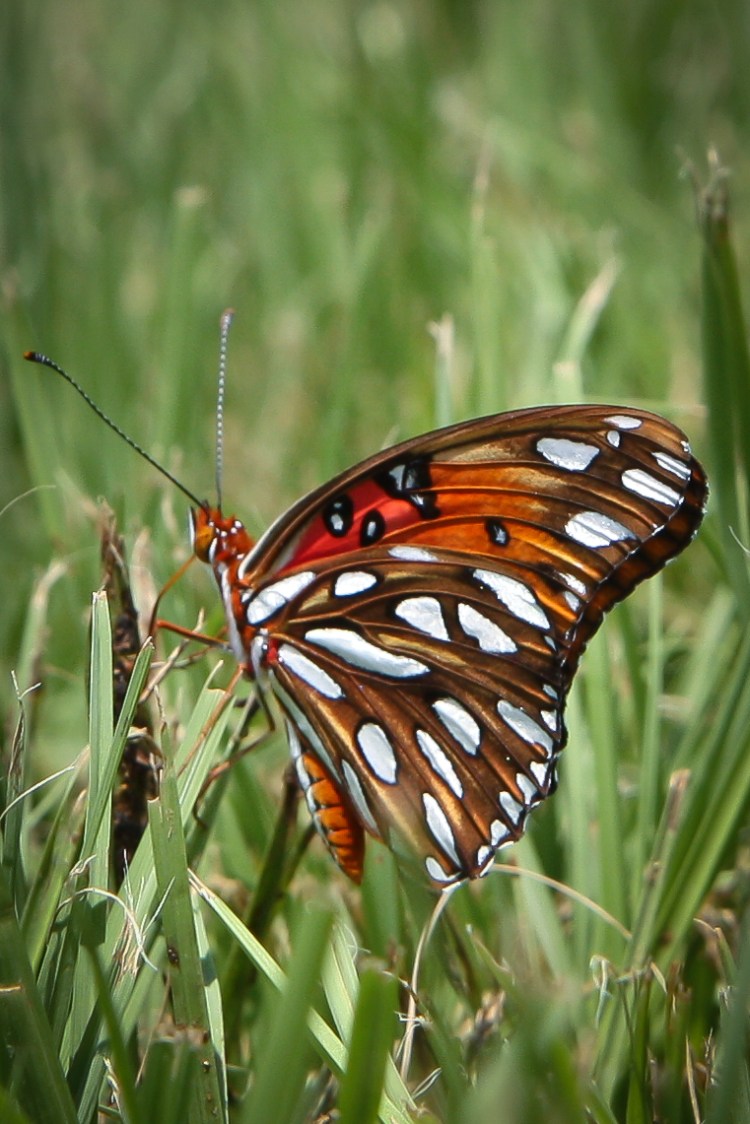 A butterfly rests on a blade of grass while its proboscis probes for nourishment Not So SAHM
