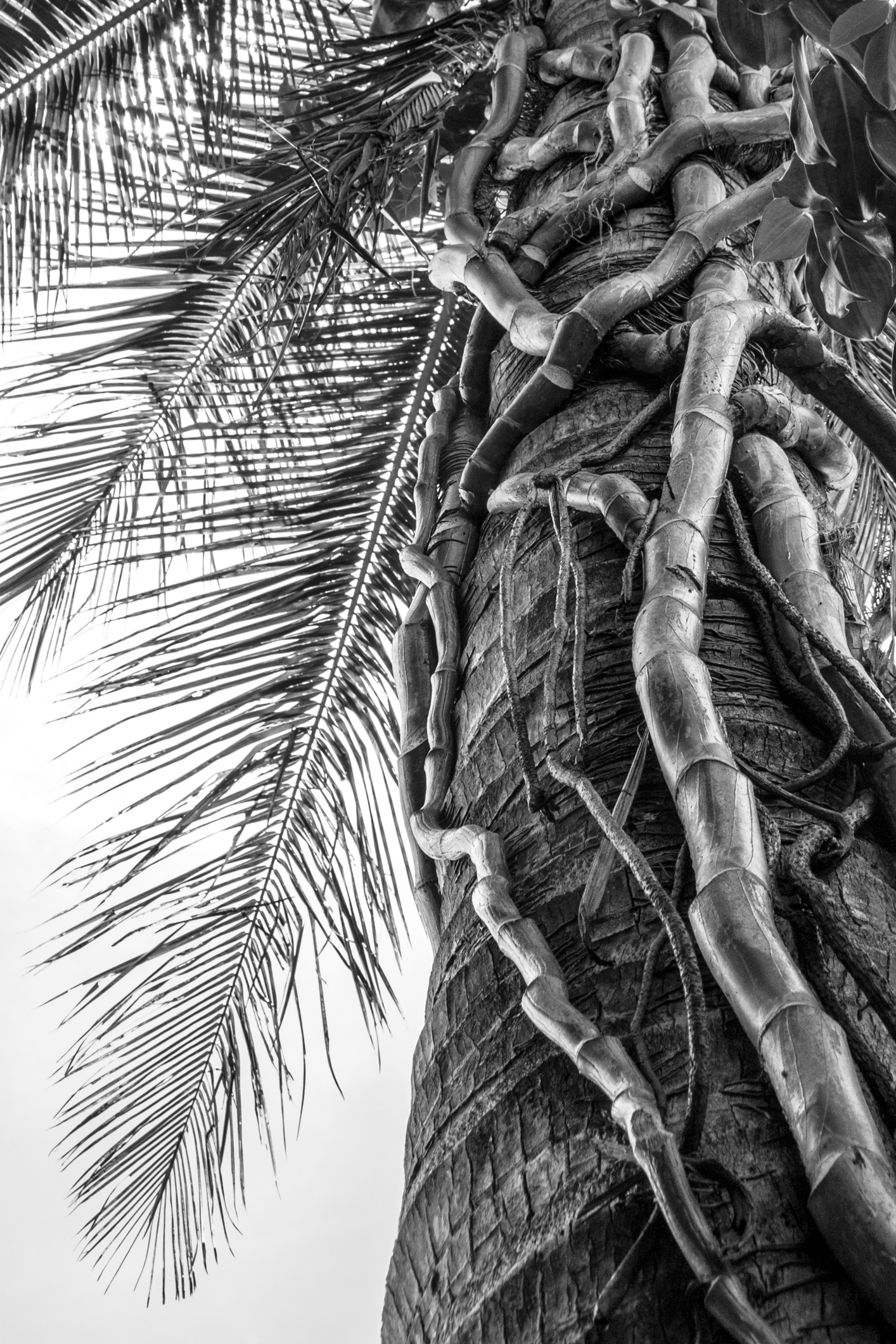 A palm tree on Maui has vines creeping up its trunk Not So SAHM