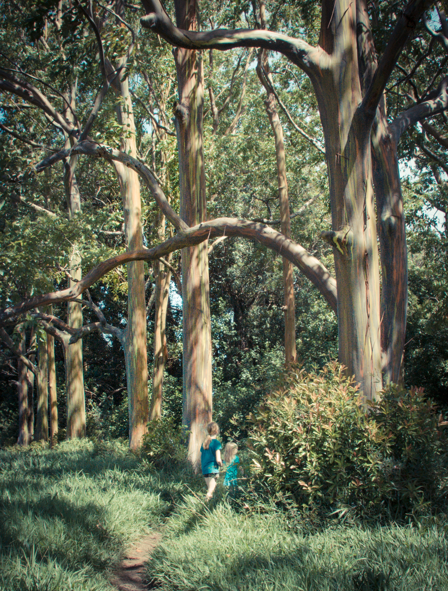 two girls stand amongst the tall painted eucalyptus trees in a grove on the Road to Hana in Maui Hawaii Not So SAHM