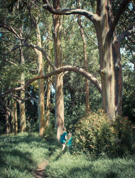 two girls stand amongst the tall painted eucalyptus trees in a grove on the Road to Hana in Maui Hawaii Not So SAHM