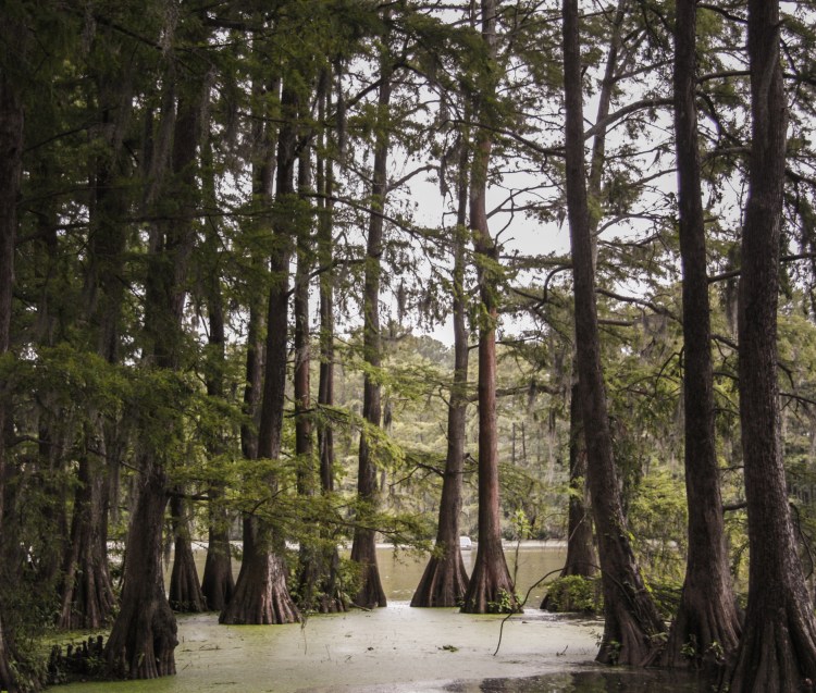 A small swamp with cypress trees in Wilmington, NC Not So SAHM