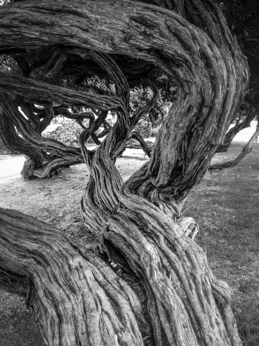 A tree spreads its sinewy trunk and branches in Monterey, CA. NotSoSAHM