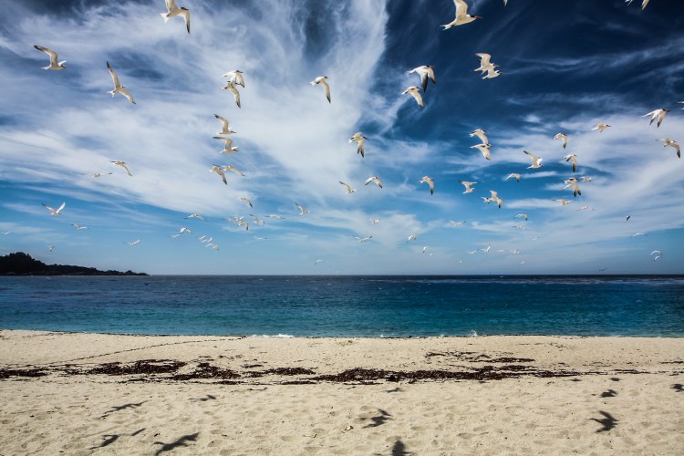 Seagulls fly over Carmel River State Beach. Not So SAHM