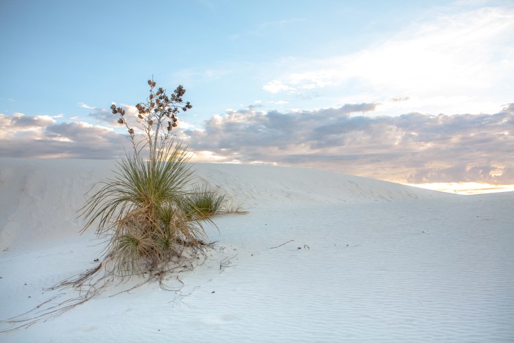 A soaptree yucca survives in the dunes of White Sands National Monument. Not So SAHM