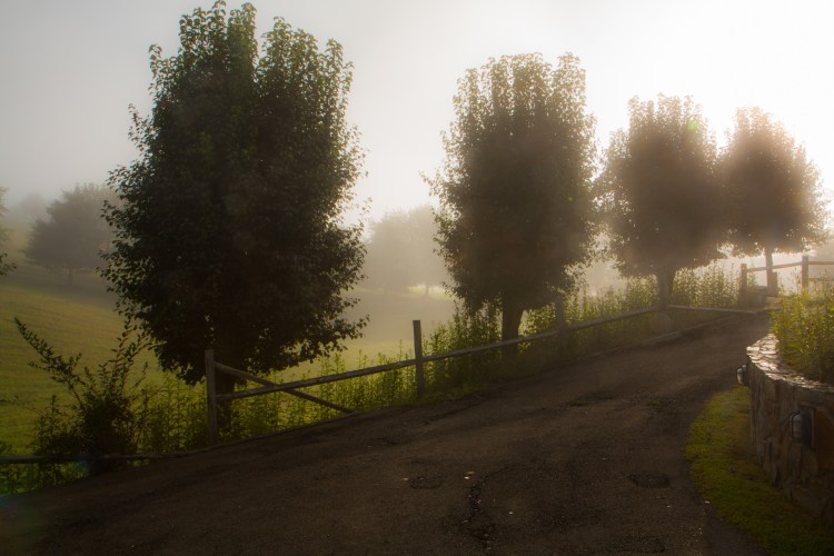 A tree-lined driveway is dreamy in the warm light of the sunrise. Not So SAHM