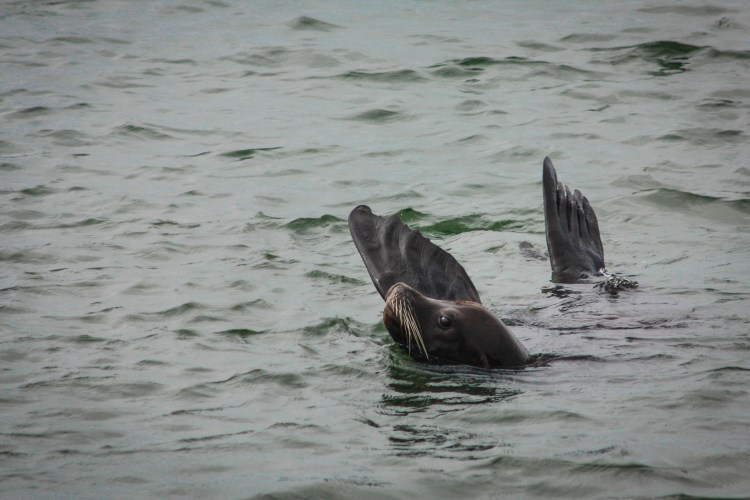 A swimming sea lion lifts his flippers above the water in order to regulate his body temperature. Not So SAHM