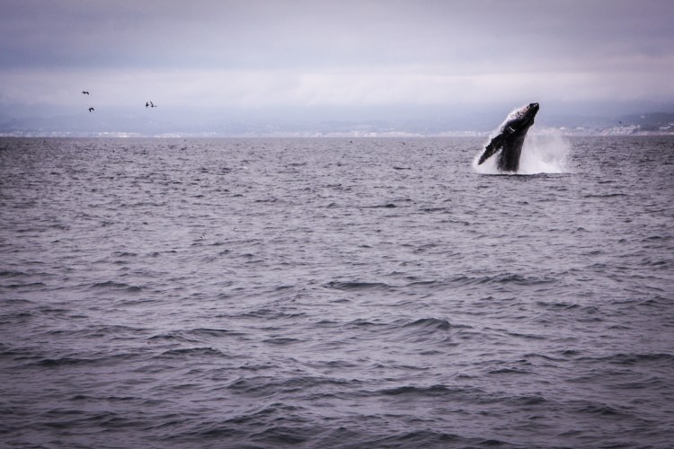 A whale breaches in Monterey Bay California. Not So SAHM