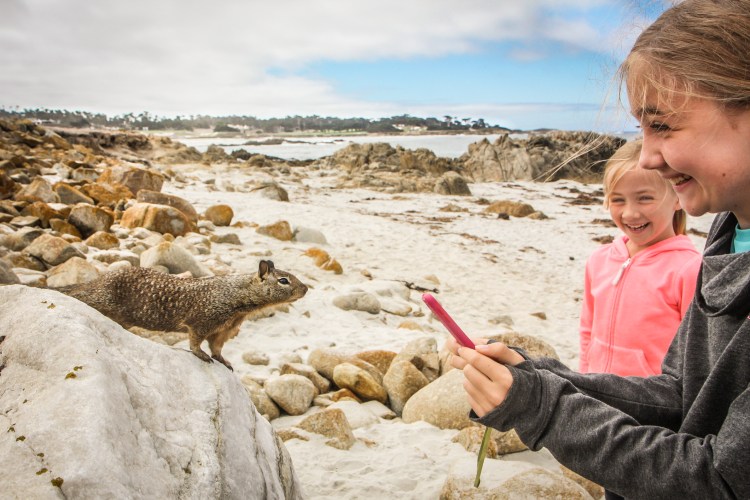 A squirrel type animal gets close enough to sniff a girl's cell phone at a beach along 17 Mile Drive in Pebble Beach. Not So SAHM