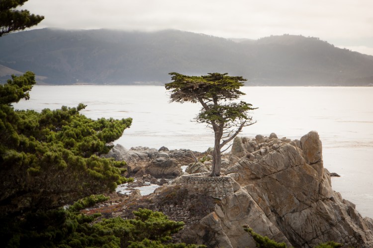 The Lone Cypress stands on an outcropping of stone along 17 Mile Drive in Pebble Beach. Not So SAHM