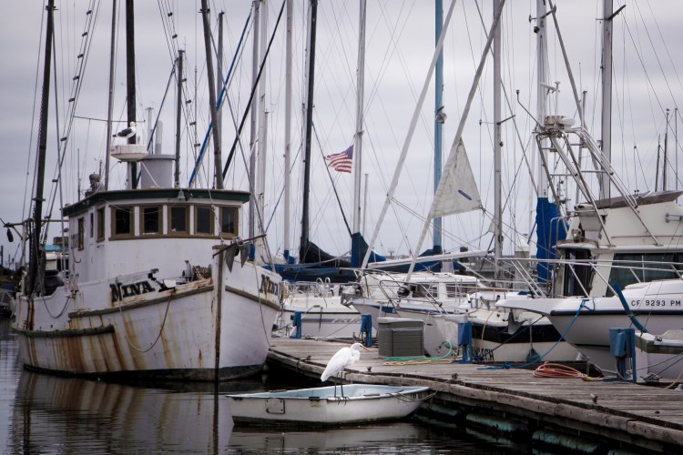 A white heron (great egret) is perched on a boat waiting to spot a a fish. Not So SAHM
