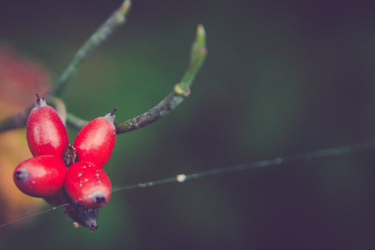 A cluster of dogwood berries stand out on an otherwise barren branch. Not So SAHM