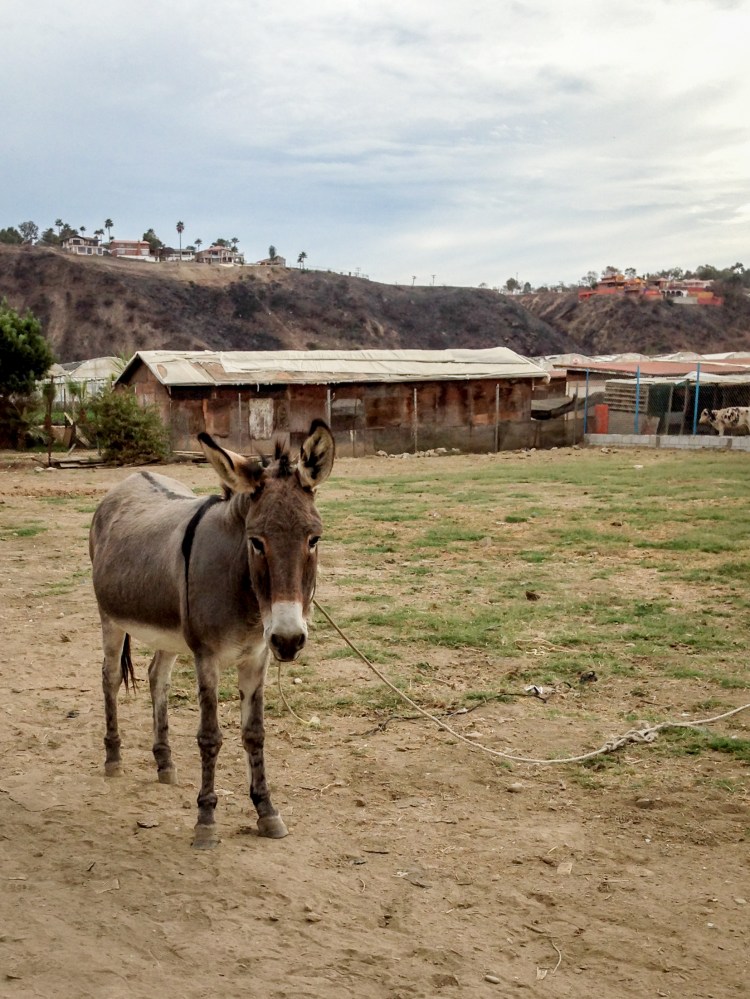 A donkey stands with a rope lead in a destitute neighborhood with a wealthy neighborhood on a hilltop in the distance. Not So SAHM