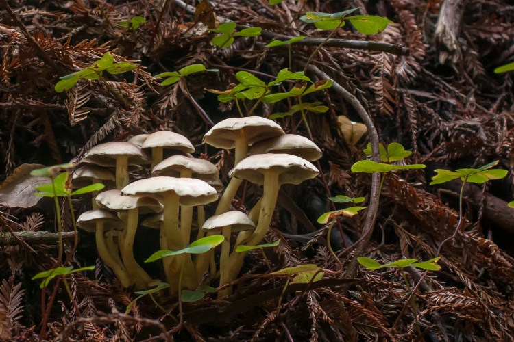 Tiny mushrooms grow in a forest in Humboldt County California. Not So SAHM