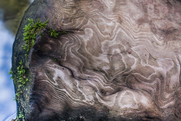 A piece of wood weathered by the water has beautiful patterns. Not So SAHM