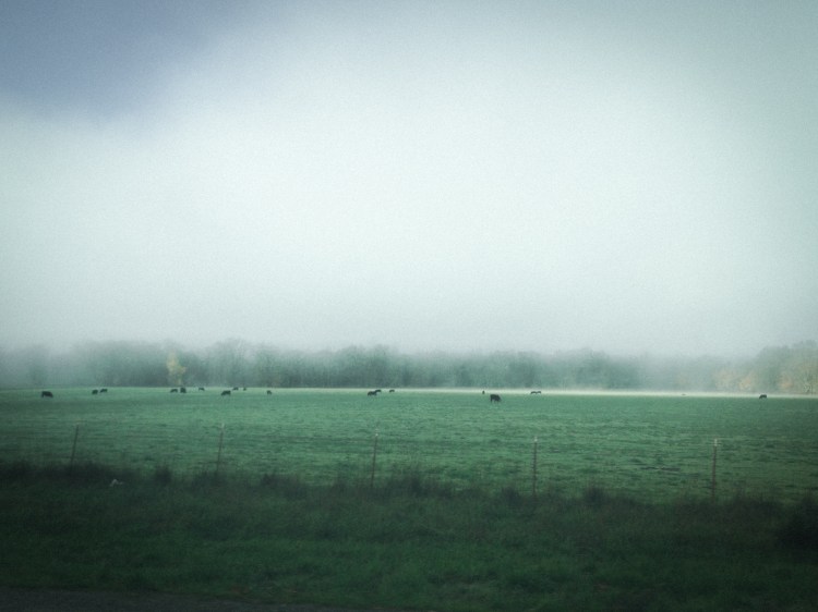 Cows eating peacefully in a green field in Northern California. Not So SAHM