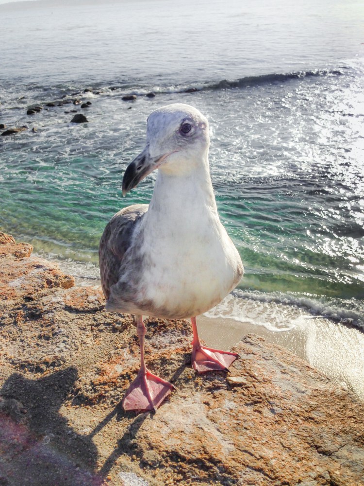 A seagull sitting very close looks on as I eat. Not So SAHM